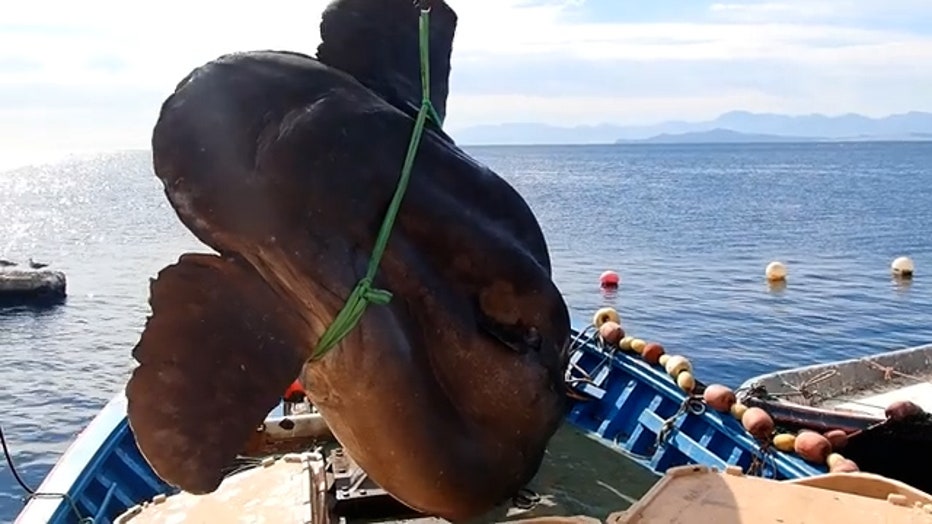 Storyful-262745-Huge_Sunfish_Rescued_From_Fishnet_Off_Spanish_Coast.00_00_22_06.Still002.jpg