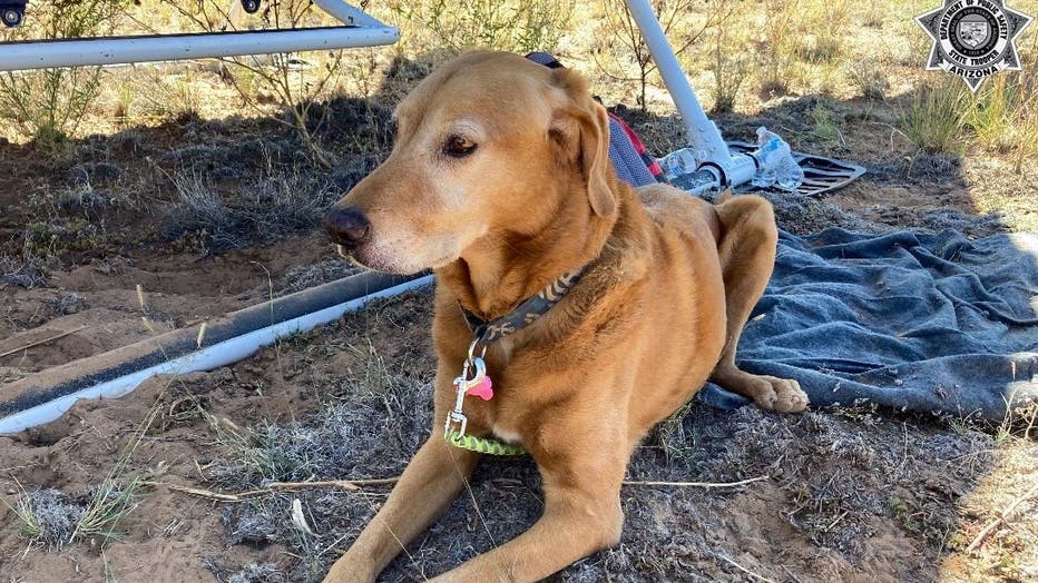 A dog reportedly survived a plane crash in the Arizona wilderness and has since been reunited with family.