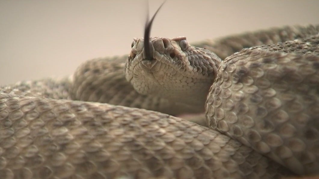 Warmer temps increase rattlesnake risks: Arizona Game and Fish
