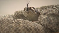 Warmer AZ temps increase rattlesnake risks
