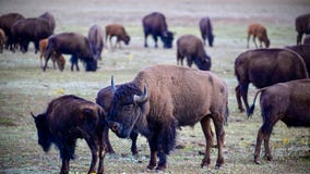 Program to kill Grand Canyon bison nets 4 animals, criticism