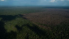 Brazil's Amazon rainforest deforestation surges to worst levels in 15 years, data shows