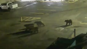 VIDEO: Momma bear, cubs visit Wyoming police station