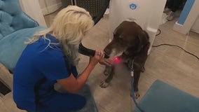 Animals undergo cryotherapy treatment at Phoenix clinic for all different kinds of pain