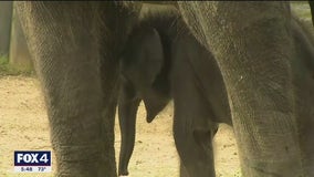 Fort Worth Zoo welcomes new baby elephant to the herd