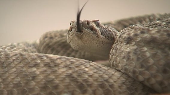 Experts offer advice as rattlesnake season gets underway in Arizona