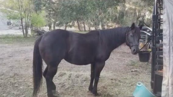 'I have no words": Couple mourns beloved horse shot, killed inside enclosure