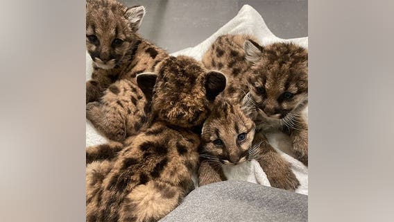 Orphaned, malnourished baby pumas find new home at Memphis Zoo