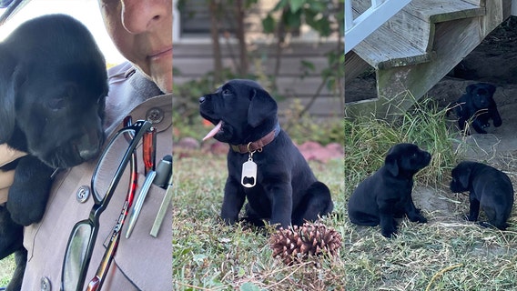 Florida trooper finds 'furever family' for puppies on cold night, officials say