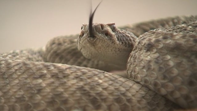 Warmer temps increase rattlesnake risks: Arizona Game and Fish