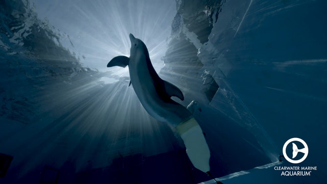 'Her legacy will live on': Memorial being planned after Winter the dolphin dies