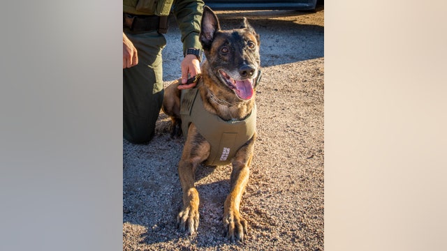 Rest in peace: Retired PCSO K9 Troy passes away