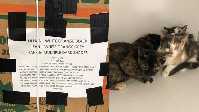 Gilbert pet rescue says kittens are being abandoned at shelter by the same woman over and over