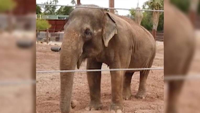 Sheena, an Asian elephant at the Phoenix Zoo that passed away on Nov. 22, 2021.