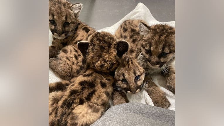 Orphaned pumas