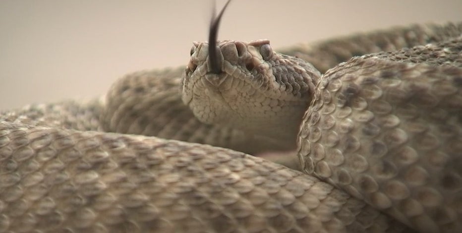 Warmer temps increase rattlesnake risks: Arizona Game and Fish