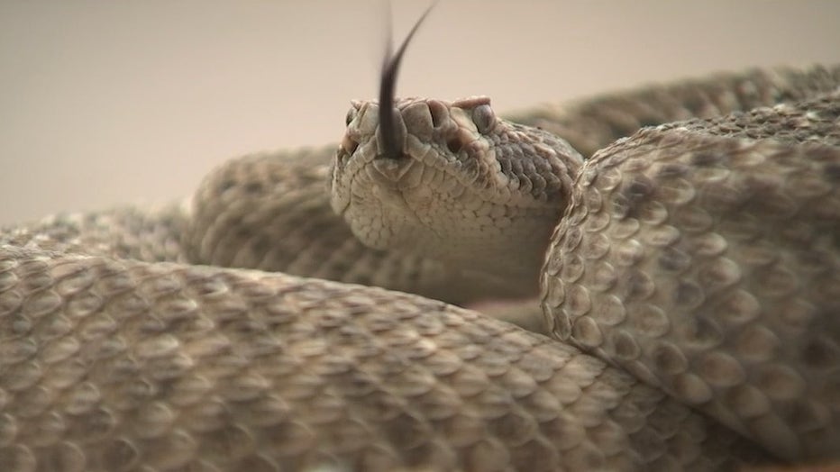 Rattlesnake