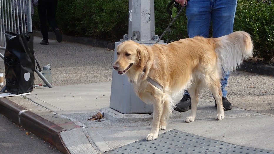 637377de-dogs-of-nyc-marathon-40.jpg