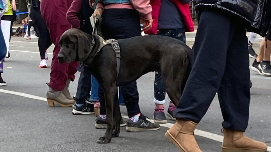 dogs-of-nyc-marathon-20.jpg