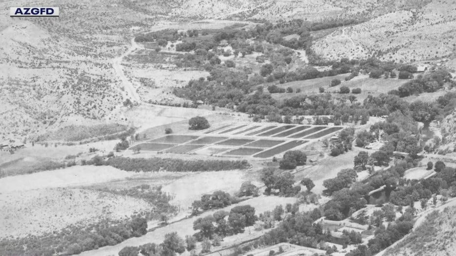 Page Springs Fish Hatchery historical image. Photo by the Arizona Game and Fish Department