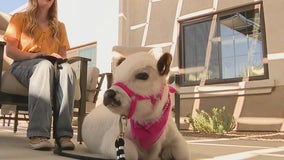How a micro mini cow is helping patients in Arizona memory care facilities
