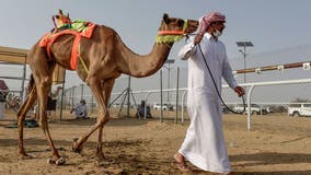 Dozens of camels ejected from annual Saudi Arabia beauty contest over Botox injections