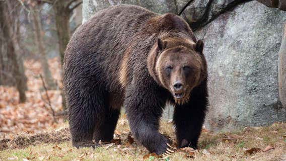 North Carolina Zoo welcomes male grizzly bear from Tucson
