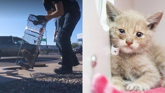 Kitten rescued by Arizona Humane Society, Phoenix firefighters from storm drain