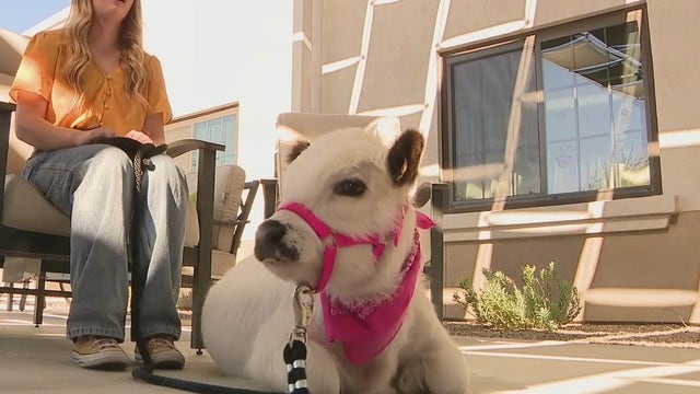 How a micro mini cow is helping patients in Arizona memory care facilities