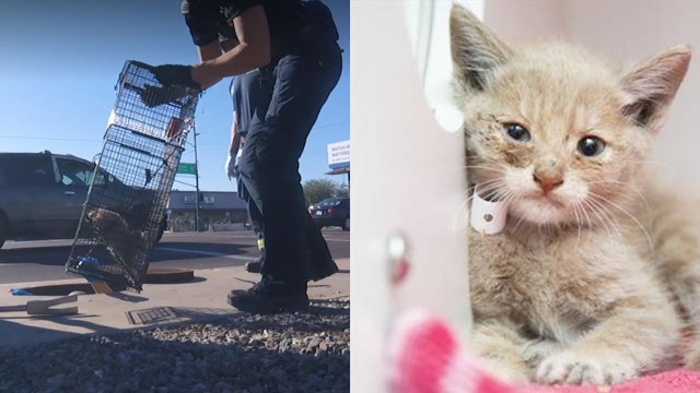 Kitten rescued by Arizona Humane Society, Phoenix firefighters from storm drain