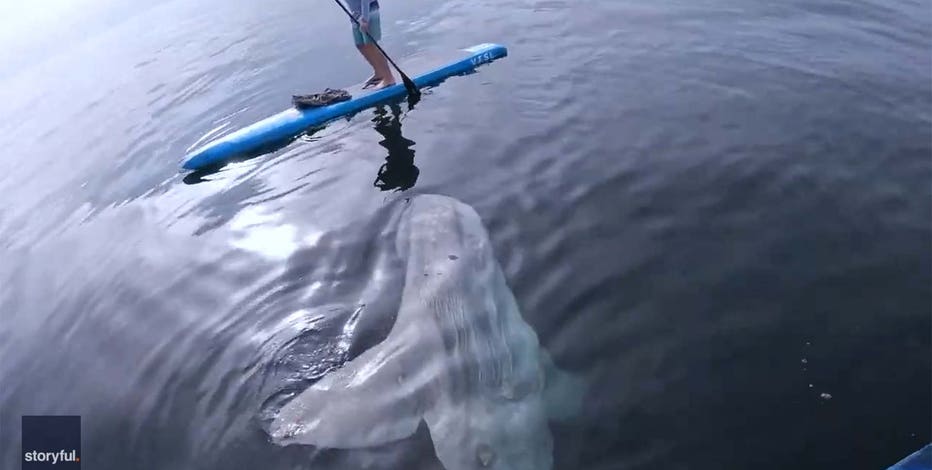 Mola-mola-edit.jpg?ve=1&tl=1