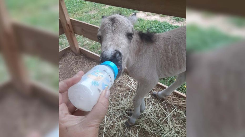 Baby-mini-horse.jpg