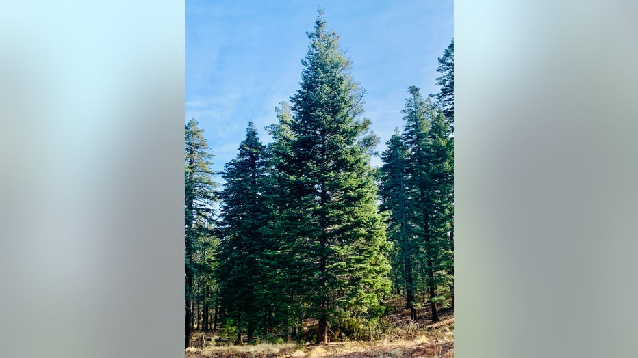 capitol xmas tree