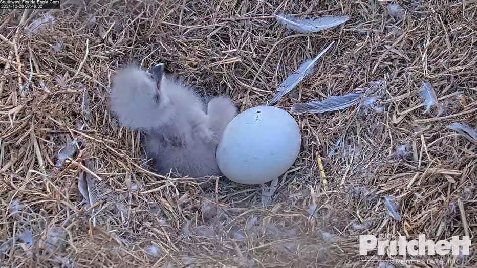 eaglet-tuesday-3.jpg