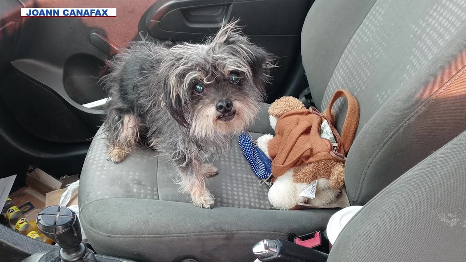 Prada Chanel the Yorkie, in a photo taken when she was found in the California desert