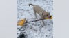 North Carolina dog ‘shovels snow’ after winter storm