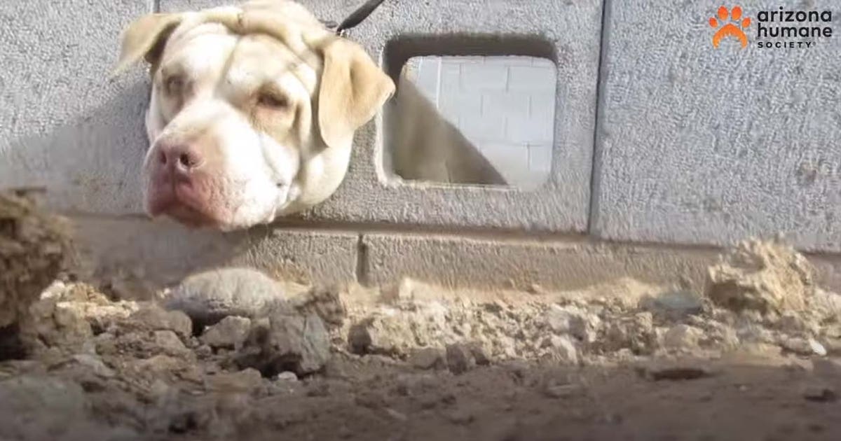 Dog rescued, reunited with family after getting head stuck in cement ...