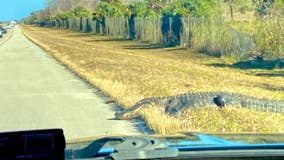 Florida police block 12-foot alligator from walking across highway