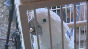 Exotic bird rescue in Phoenix saves more than a dozen cockatoos