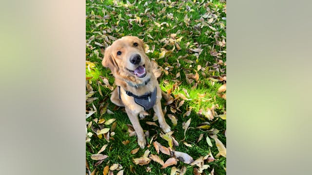 Man wanted after woman's dog was shot, killed while going on a walk in west Phoenix