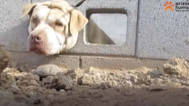 Dog rescued, reunited with family after getting head stuck in cement wall in Phoenix