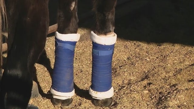 Suspected DUI driver crashes into Healing Hearts animal rescue injuring horses, destroying fencing