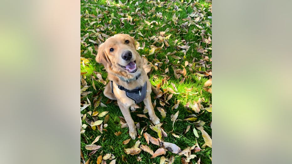A dog who was shot and killed while going on a walk.