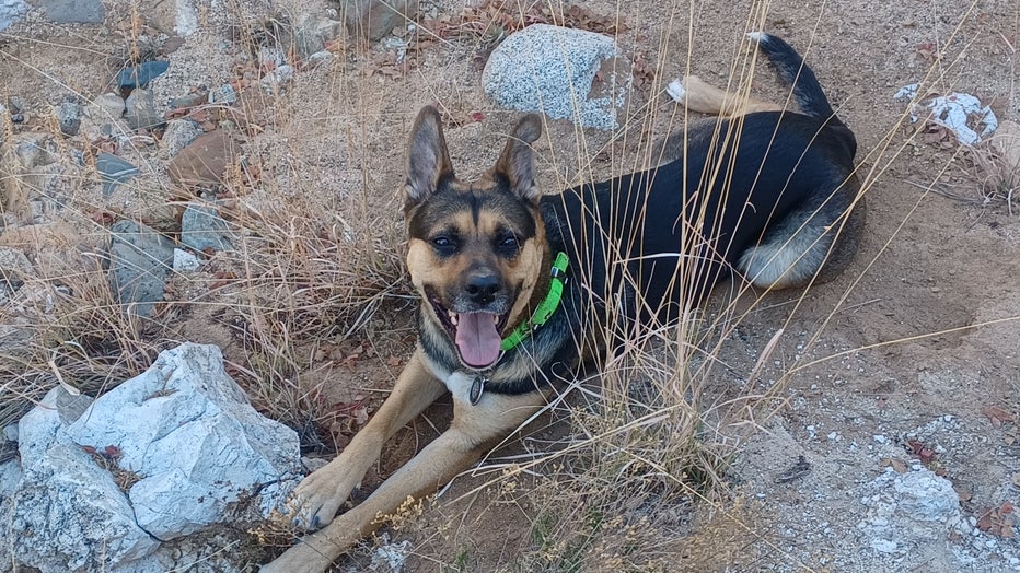 Karley the dog was snatched away by a mountain lion in Yavapai County on Jan. 19. Luckily, she was found and not seriously hurt. Photo courtesy of Steve and Tammy Miller