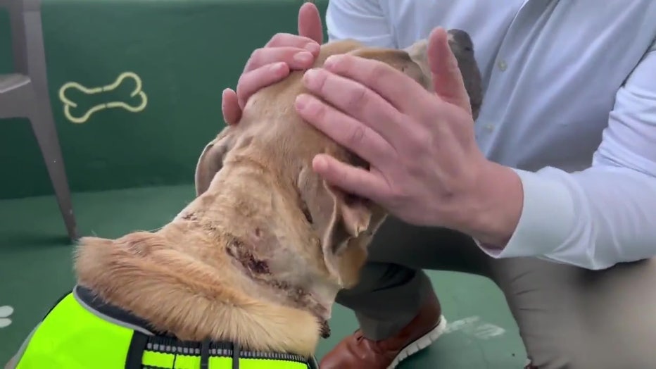 abused-dog-recovering.jpg