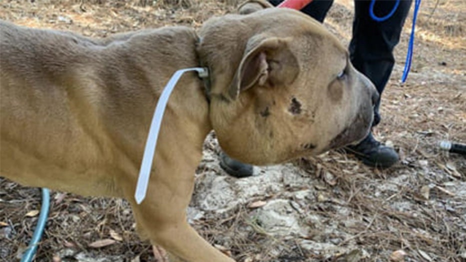 hernando dog zip tie