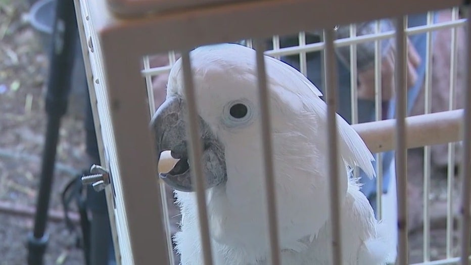 A white cockatoo who has been rescued in Phoenix