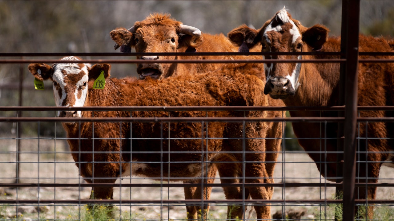 Plan to gun down feral cattle near New Mexico-Arizona border spurs concern among ranchers