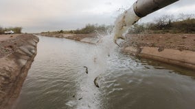 Scaly employees: Thousands of fish released into SRP canals in Arizona to clean out vegetation