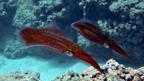 Fisherman catches 33-pound squid in Hawaii setting internet on fire